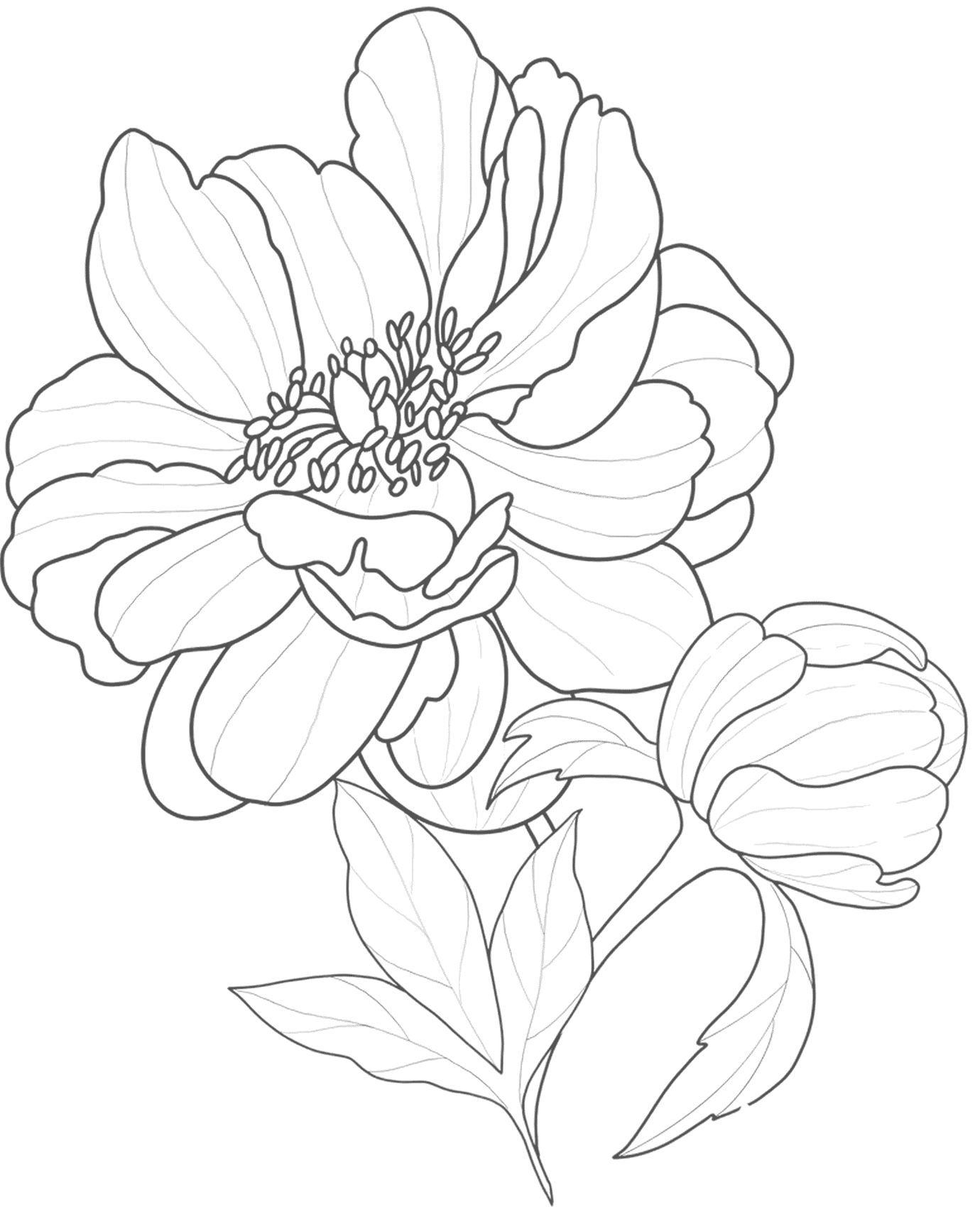 Coneflower Sketch