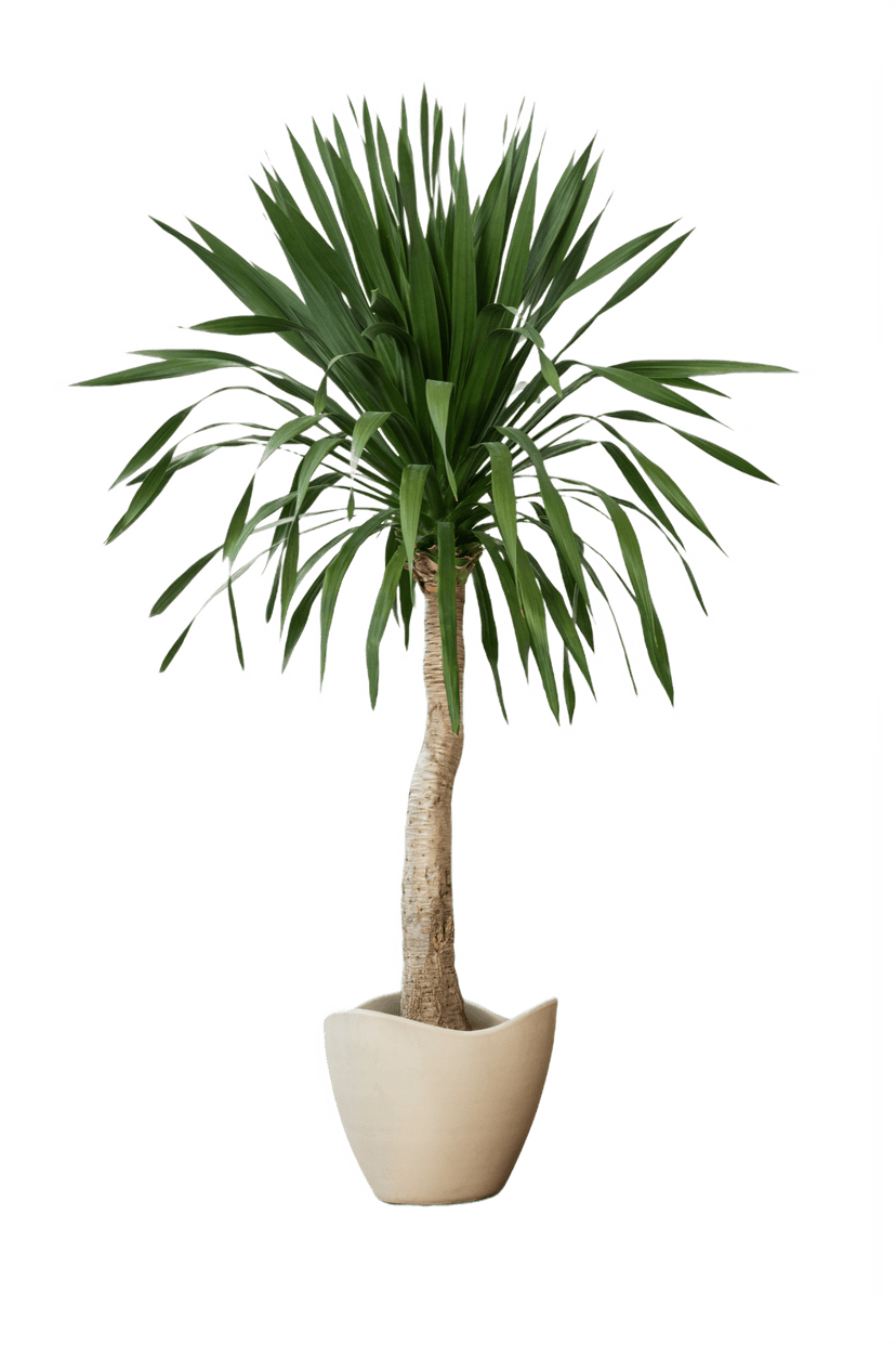 Plant